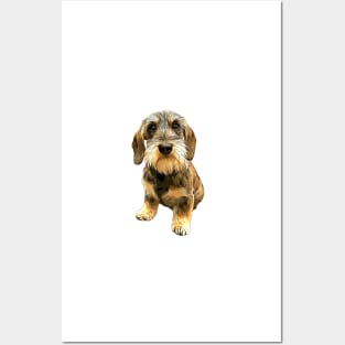 Dachshund Wire Haired Beauty! Posters and Art